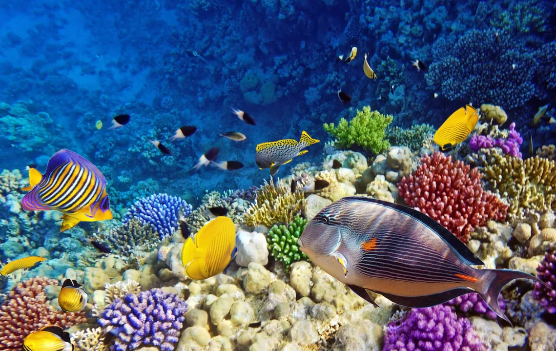 Mısır ikonları Sömestre Özel THY ile Sharm Kahire İskenderiye Turu(24-31 Ocak)